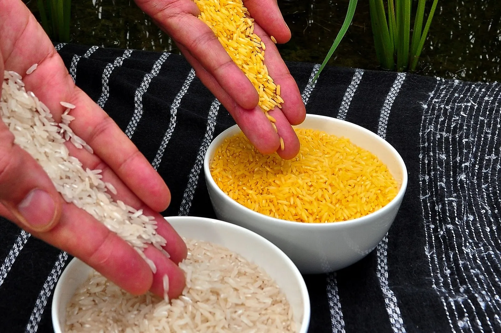 Golden Rice beside white rice