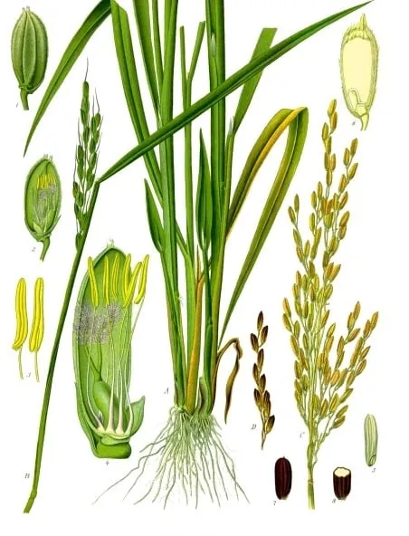 Botanical plate of Oryza sativa