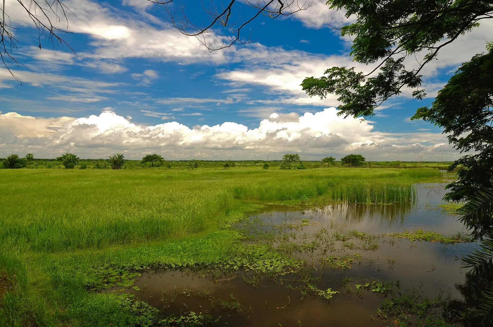 A flooded lowland rice paddy