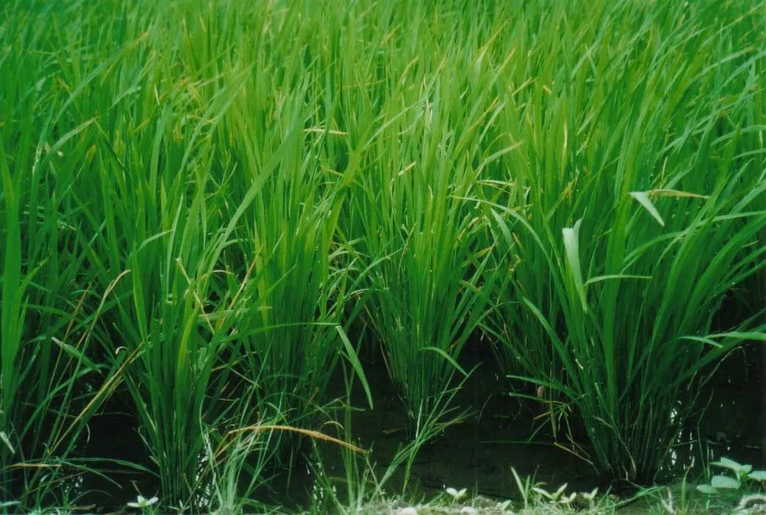 Rice grains