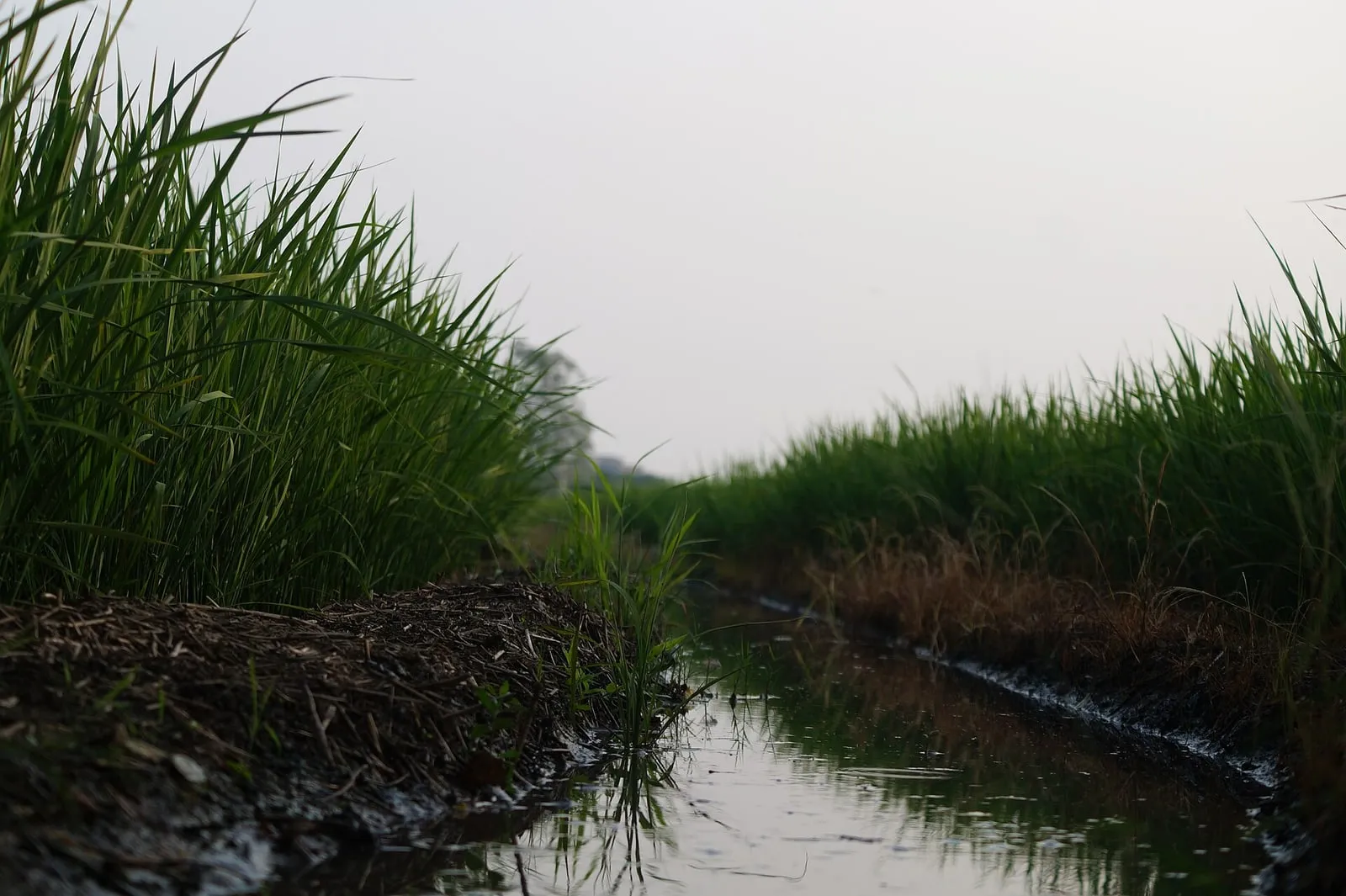 A field of rice plants in grain