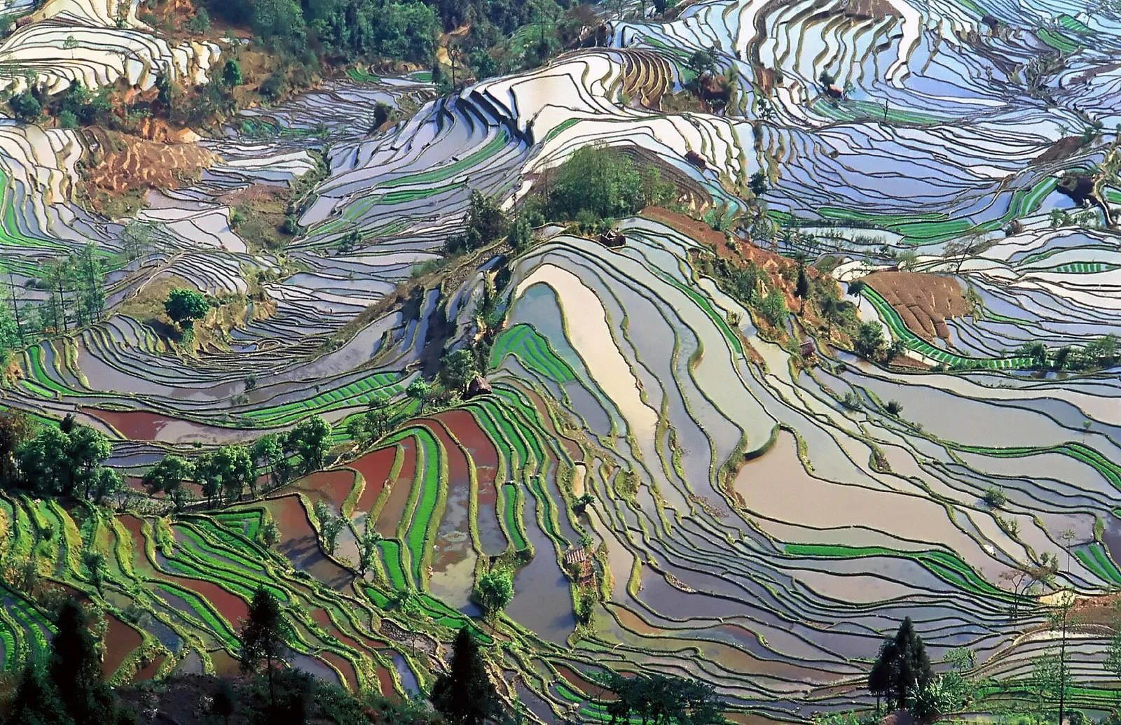 Terraced rice fields in Yunnan